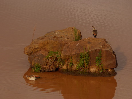 The Ark  in Kenia Aberdare National Park Ducks Goose 