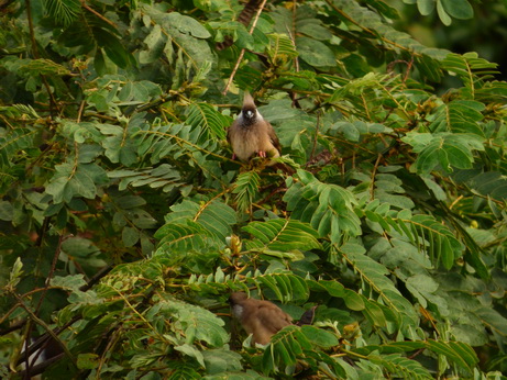 Mousebird Mousebirds