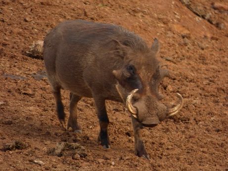 The Ark  in Kenia Aberdare National Park Pumba Ngiri Verwandter von Bushpig 
