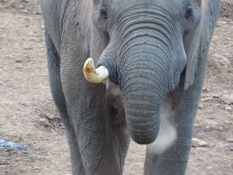   The Ark  in Kenia Aberdare National Park The Ark  in Kenia Aberdare National Park Tembo Elefant  SaltlickThe Ark  in Kenia Aberdare National Park The Ark  in Kenia Aberdare National Park Tembo Elefant 