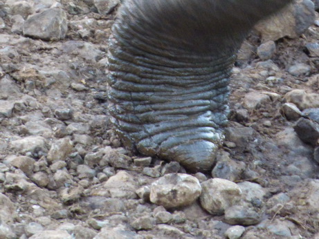   The Ark  in Kenia Aberdare National Park The Ark  in Kenia Aberdare National Park Tembo Elefant  SaltlickThe Ark  in Kenia Aberdare National Park The Ark  in Kenia Aberdare National Park Tembo Elefant 