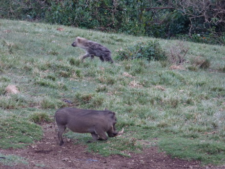 The Ark  in Kenia Aberdare National ParkThe Ark Hyäne Hyena Fisi