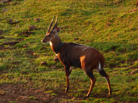 The Ark  in Kenia Aberdare National Park Bushbock