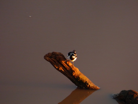 The Ark  in Kenia Aberdare National Park kingfisher