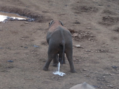 The Ark  in Kenia Aberdare National Park tembo Elefant 