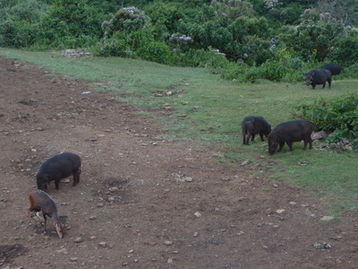 The Ark  in Kenia Aberdare National Park  Bushpigs