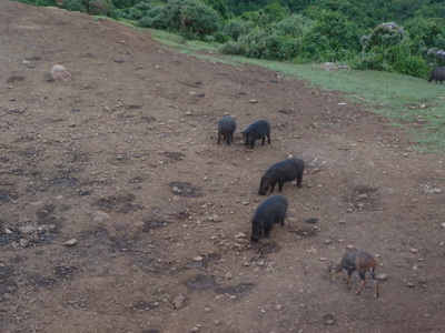 The Ark  in Kenia Aberdare National Park  Bushpigs