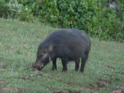 The Ark  in Kenia Aberdare National Park  Bushpigs