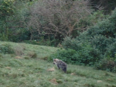 The Ark  in Kenia Aberdare National ParkThe Ark Hyäne Hyena Fisi