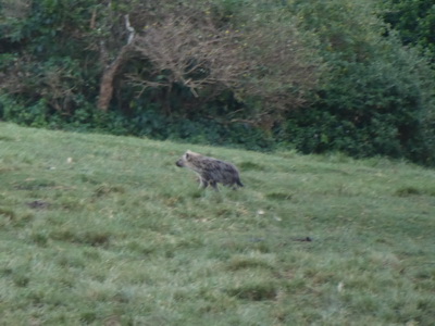 The Ark  in Kenia Aberdare National ParkThe Ark Hyäne Hyena Fisi