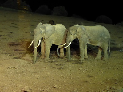 The Ark  in Kenia Aberdare National Park tembo Elefant 