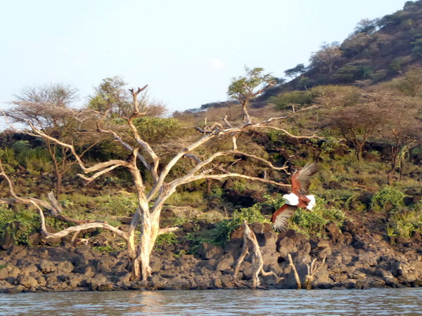  Kenia  Lake Baringo Island Camp Boatsafari Fischeagle