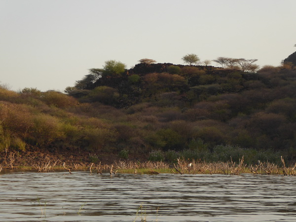 Fischeagle Tree  Kenia  Lake Baringo Island Camp Boatsafari