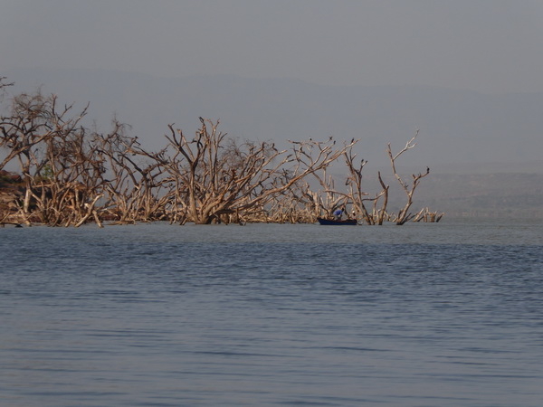  Kenia  Lake Baringo Island Camp Goliath Heron