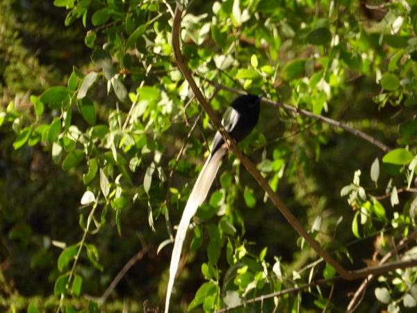  Kenia  Lake Baringo Island Camp Paradiseflycater paradise flycatcher Paradiesschnäpper