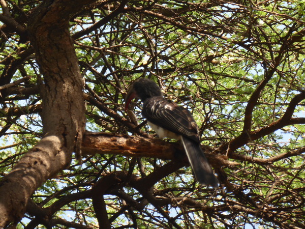  Kenia  Lake Baringo Island Camp bird