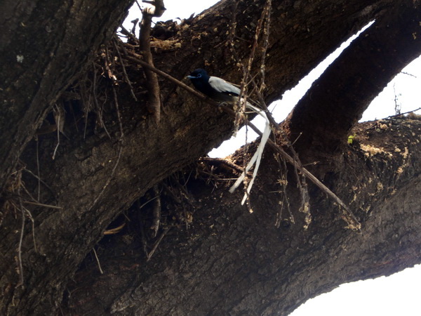 Paradiseflycater paradise flycatcher Paradiesschnäpper