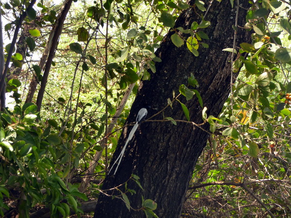 Paradiseflycater paradise flycatcher Paradiesschnäpper