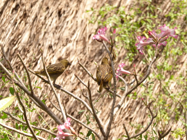  Kenia  Lake Baringo Island Camp Webervögel