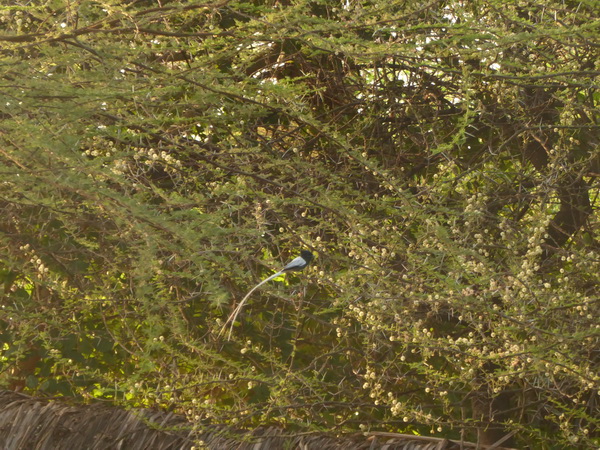  Kenia  Lake Baringo Island Camp Frühstückssonne  Paradiseflycater paradise flycatcher Paradiesschnäpper