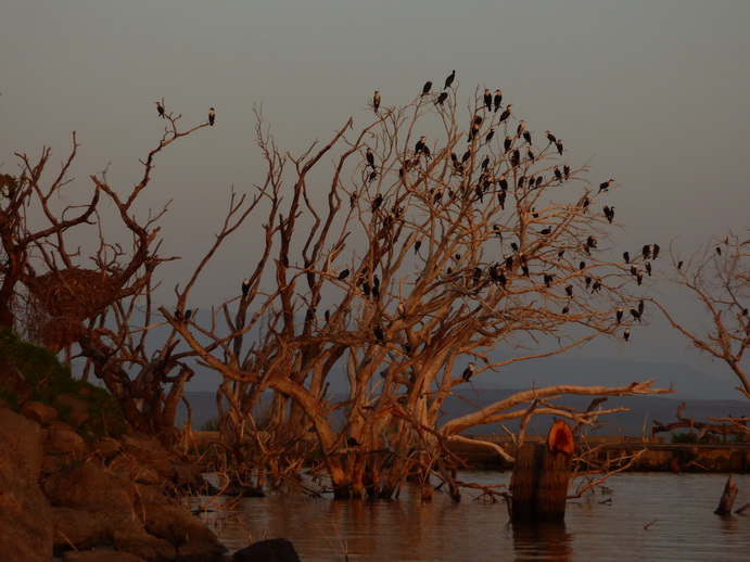 Cormorantree