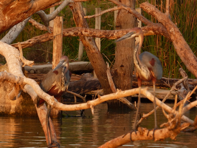 Cormorantree Goliathheron