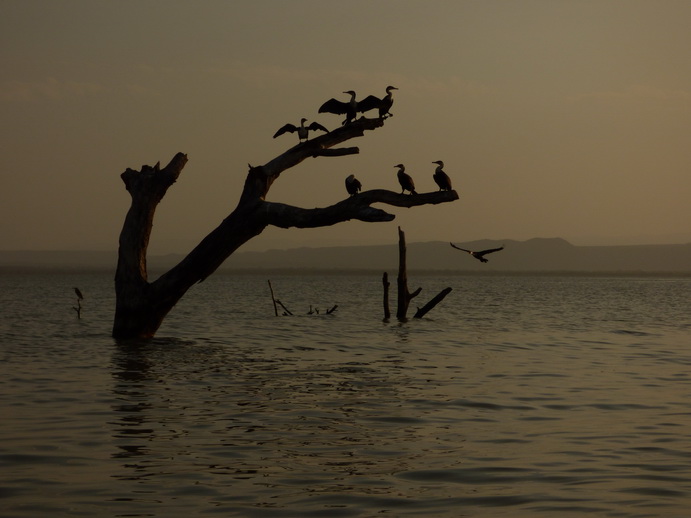  Kenia  Lake Baringo Island Camp Kormorantree