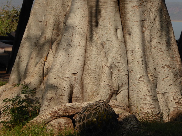  Kenia  Lake Baringo Island Camp Pooltree