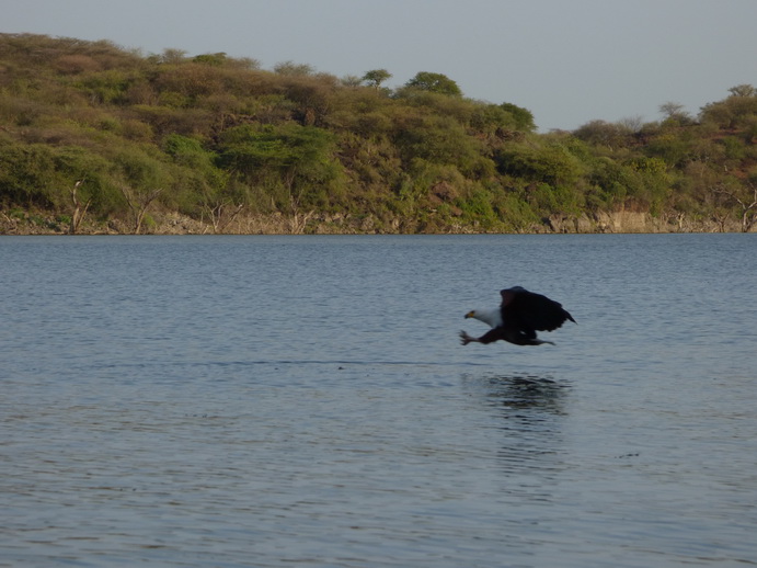 Kenia  Lake Baringo Island Camp Fisheagel catching the Fish