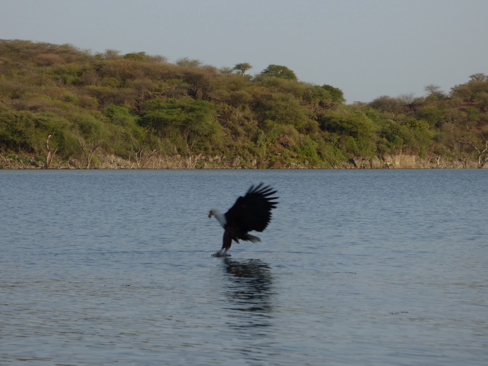 Kenia  Lake Baringo Island Camp Fisheagel catching the Fish