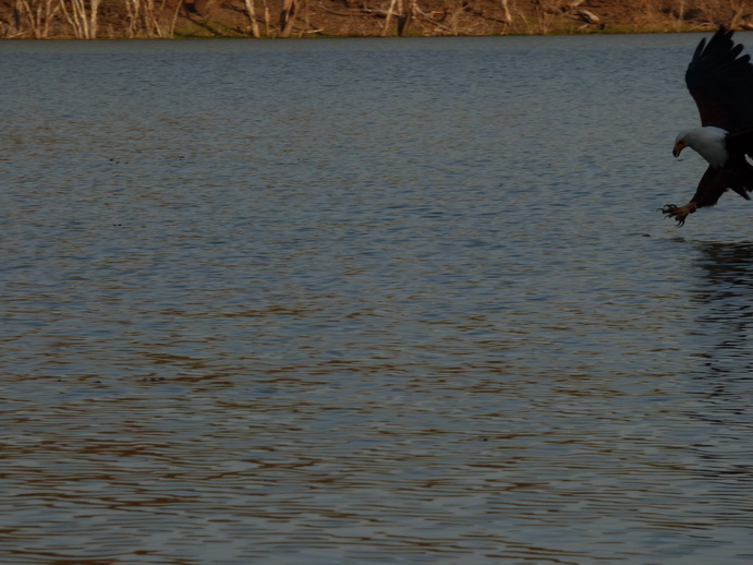 Kenia  Lake Baringo Island Camp Fisheagel catching the Fish