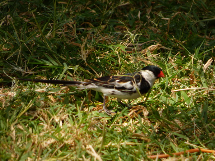  Kenia  Lake Baringo Island Camp Poolbird