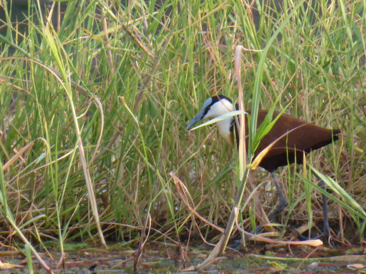  Kenia  Lake Baringo Island Camp Janaca