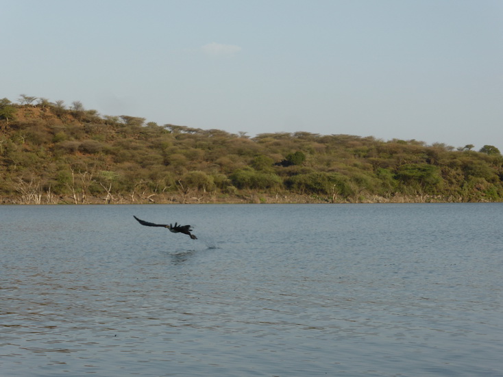  Kenia  Lake Baringo Island Camp Fisheagel catching the Fish