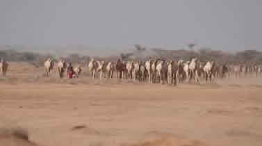 marsabit_camels