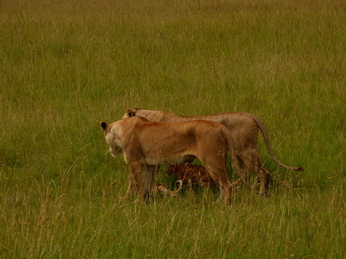 Masai Mara  Simba Löwe Löwen Löwin Löwenjunge