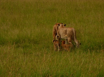 Masai Mara  Simba Löwe Löwen Löwin Löwenjunge