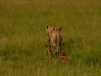 Masai Mara  Simba Löwe Löwen Löwin Löwenjunge