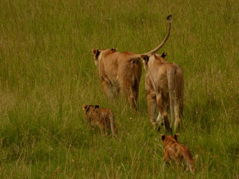 Masai Mara  Simba Löwe Löwen Löwin Löwenjunge