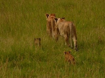 Masai Mara  Simba Löwe Löwen Löwin Löwenjunge