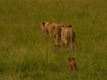 Masai Mara  Simba Löwe Löwen Löwin Löwenjunge