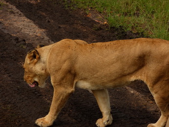 Masai Mara  Simba Löwe Löwen Löwin Löwenjunge