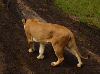 Masai Mara  Simba Löwe Löwen Löwin Löwenjunge