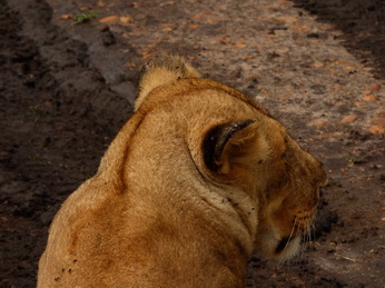 Masai Mara  Simba Löwe Löwen Löwin Löwenjunge