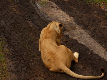 Masai Mara  Simba Löwe Löwen Löwin Löwenjunge