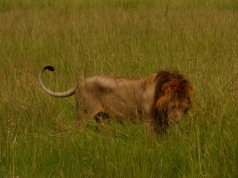 Masai Mara  Simba Löwe Löwen Löwin Löwenjunge