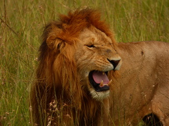 Masai Mara  Simba Löwe Löwen Löwin Löwenjunge