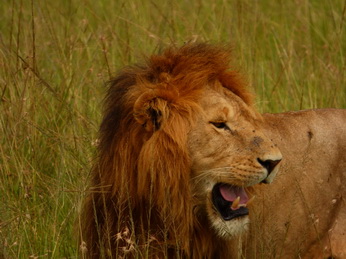 Masai Mara  Simba Löwe Löwen Löwin Löwenjunge