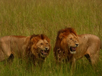 Masai Mara  Simba Löwe Löwen Löwin Löwenjunge