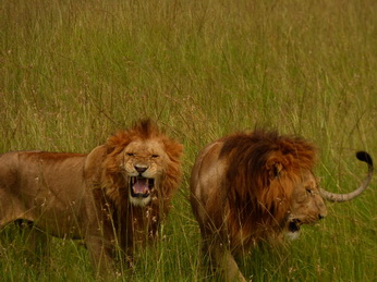 Masai Mara  Simba Löwe Löwen Löwin Löwenjunge